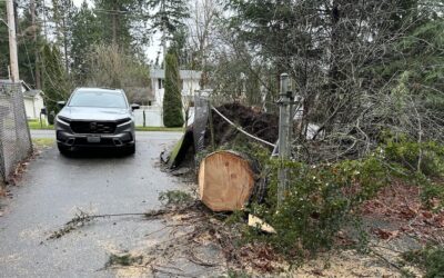 Wind Storms And Tree Damage Can Wreak Havoc on Driveway Gates